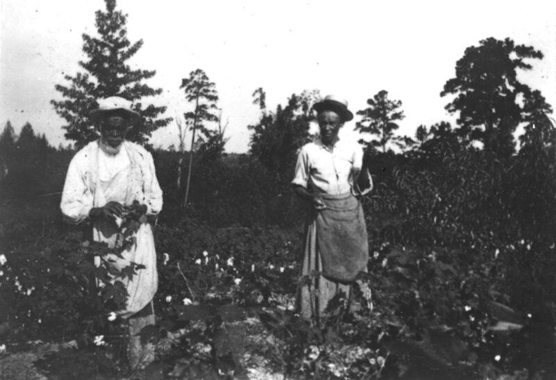 [Photograph of two African American laborers standing in a cotton field in southern U.S. in late 19th century]